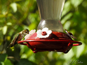 Humming Bird Action