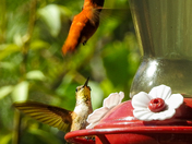 Humming Bird Action