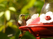 Humming Bird Action