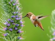 Humming bird