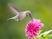 Humming bird