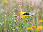 Goldfinch in the Dandelions