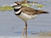 Killdeer on the shore