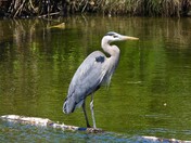 Great Blue Heron