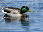 Male Mallard Duck
