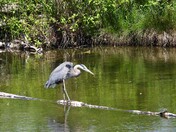 Great Blue Heron & Turtle