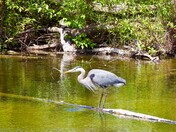 Great Blue Heron