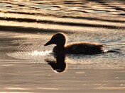 Mallard Duckling