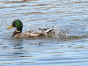 Mallard Duck