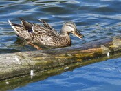 Mallard Duck
