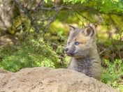 Eyes of Blue 🧡🦊🧡