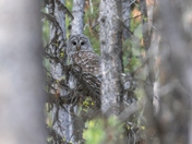 Who Are You Looking At?