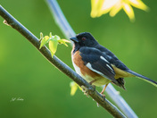 Eastern towhee