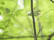 Cerulean Warbler