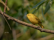 Yellow warbler
