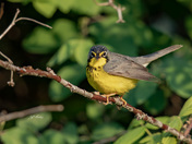 Canada warbler