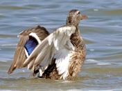 Female Mallard ready for takeoff...