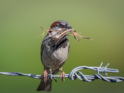 Mr. House Sparrow building his nest