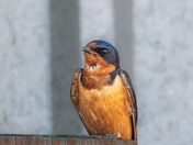 Barn Swallow