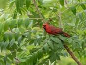 Male northern cardinal