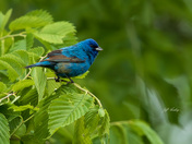 Indigo bunting