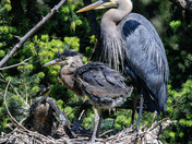 Great Blue Heron Chicks