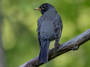 American robin