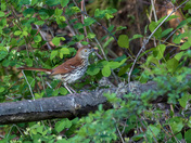 Brown thrasher