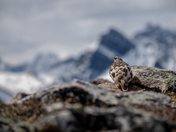 White-Tailed Ptarmigan 