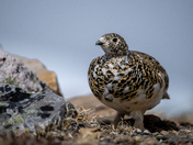 White-Tailed Ptarmigan 