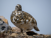 White-Tailed Ptarmigan 