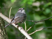 Grey catbird