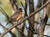 American robin