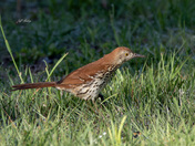 Brown thrasher
