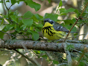 Magnolia warbler