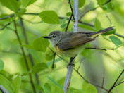 Female American redstart