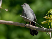 Grey catbird