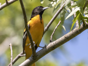 Baltimore oriole