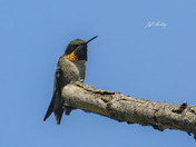 Ruby-throated hummingbird