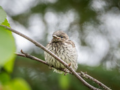 Yellow-rumped Warbler Fledgling