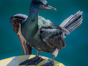 Pelagic Cormorant