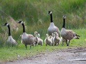 Canada Goose Family Walk 
