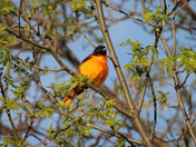 Baltimore Oriole (male)