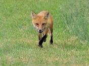 Fox Trot
