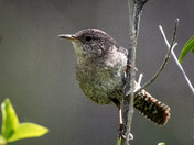 House Wren