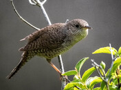 House Wren