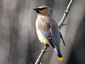 Cedar Waxwing