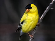 American Goldfinch