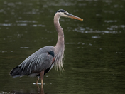 Great Blue Heron