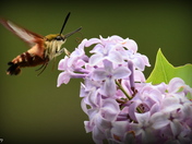 Hummingbird clearwing moth